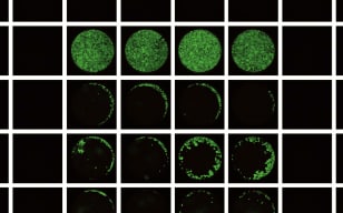 細(xì)胞遷移（Cell Migration）實驗